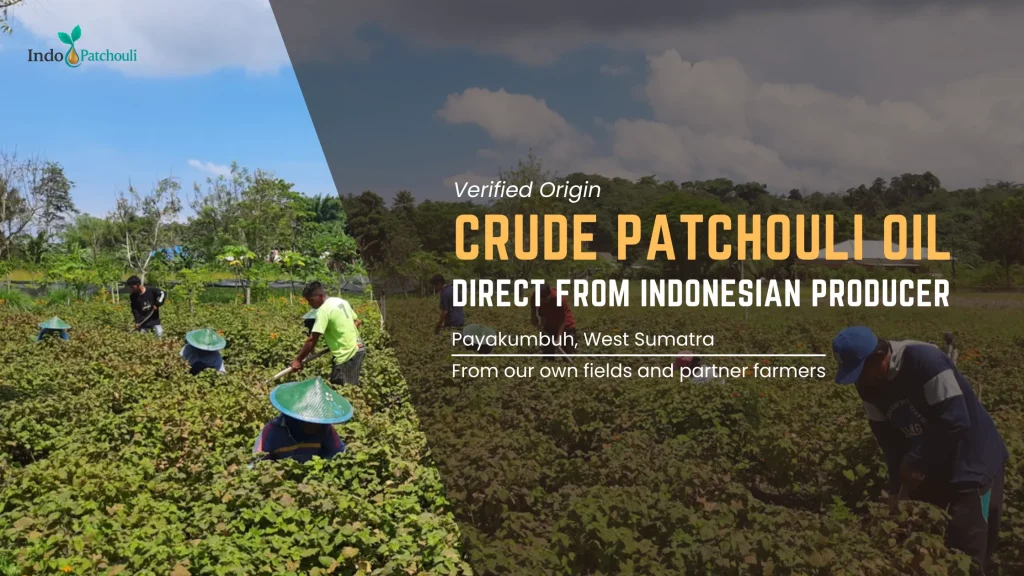 Crude Patchouli Oil Direct from Indonesian Producer